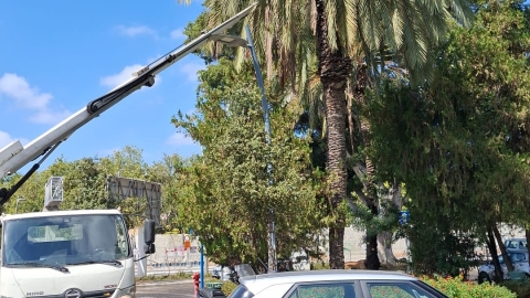 גיזום ענפים לסוכות 3.jpg