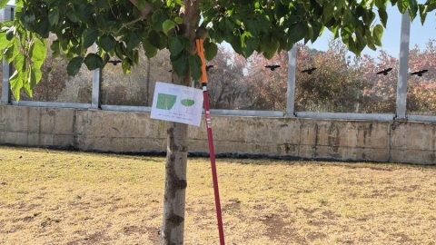 תות ישר מהעץ 1.jpg